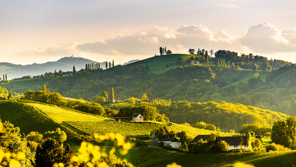 Warm sun rays lay over a mountainous vineyard in Styria, lush green forests in the back, reminiscent of Tuscany